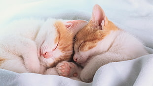 two white-and-orange Tabby kittens sleeping